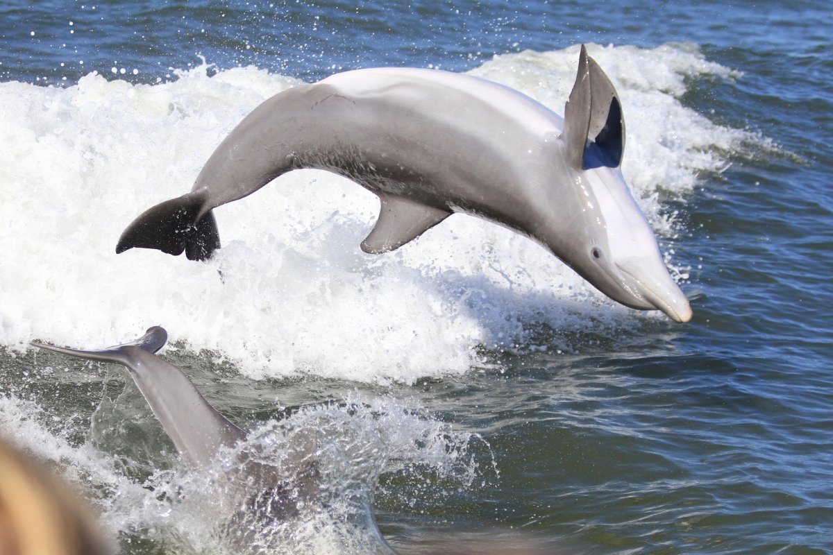 Dolphin off Captiva 1   