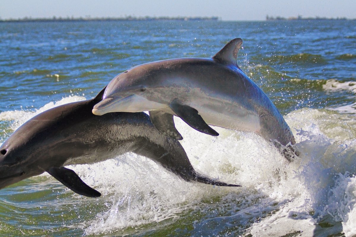 Dolphin off Captiva 2   