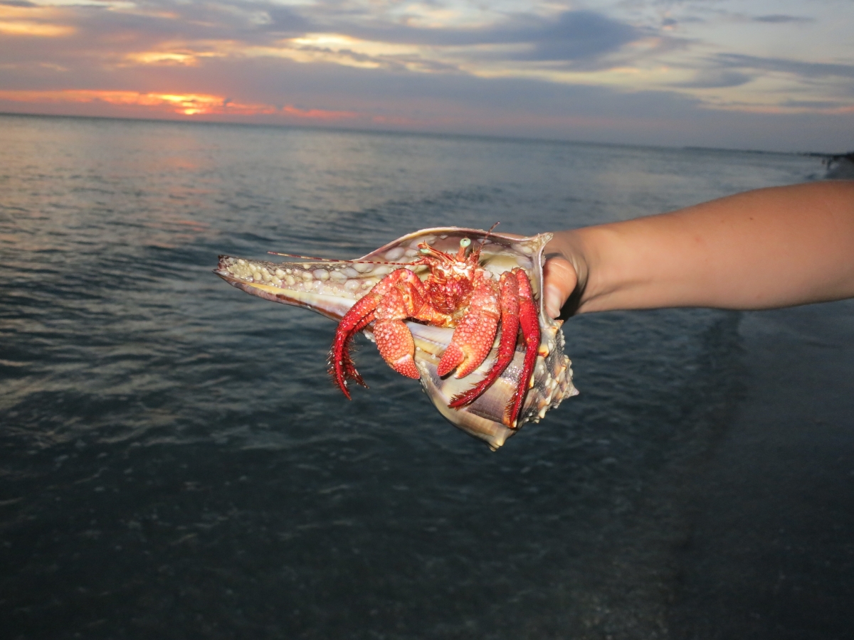 Hermit Crab on Captiva Beach at Sunset   