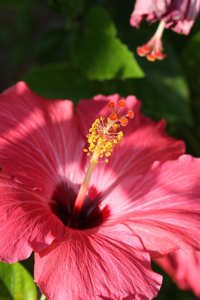 Pink Hibscus in Gardens   