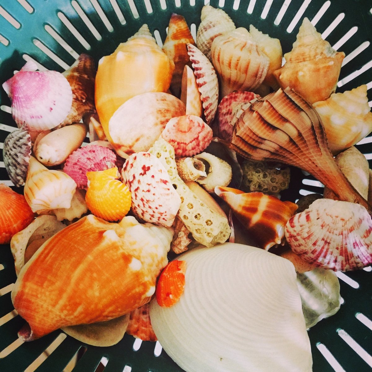 Shells from Captiva Beach   